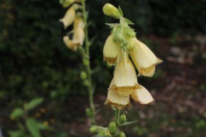 digitalis grandiflora (2) (1200 x 800).jpg